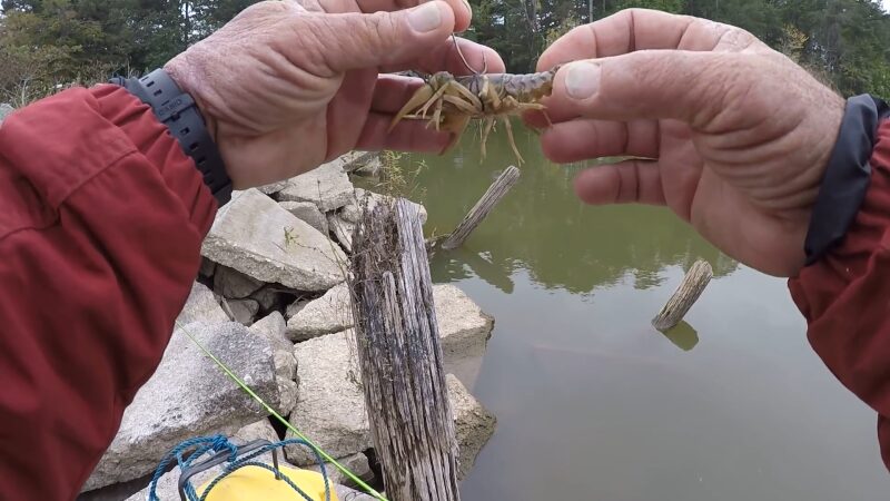 An Angler Preparing a Crawfish Bait for Crappie Fishing