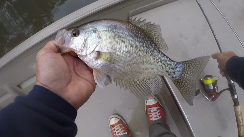 
Angler Holding a Freshly Caught Crappie Fish