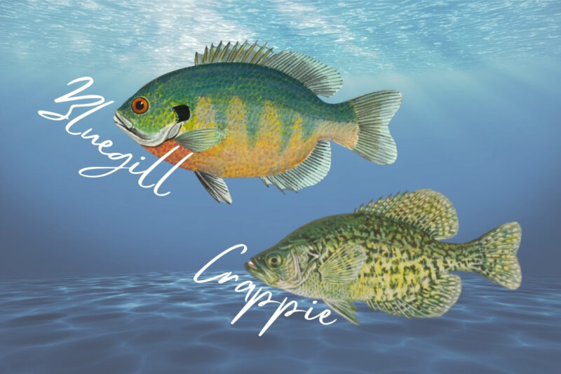 Bluegill vs Crappie Coloration Differences