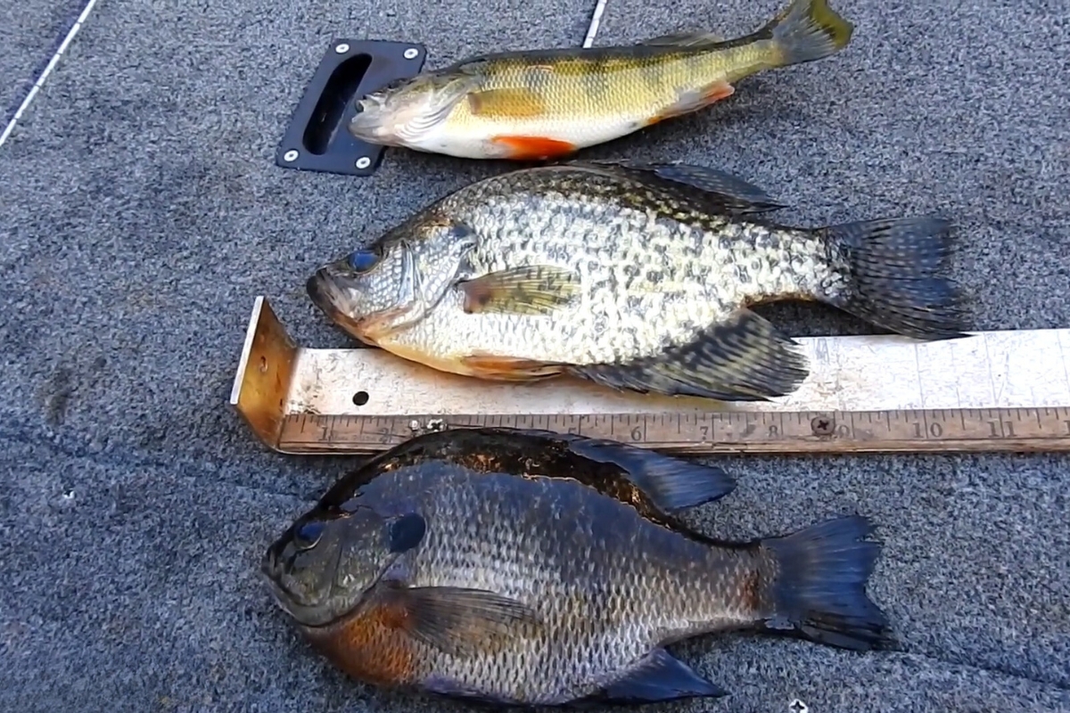 Crappie and Bluegill Differences