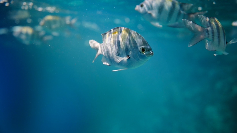 A close-up underwater image of a fish swimming in clear blue water, with distinct stripes on its body, resembling a Bluegill. Another similar fish, potentially a Crappie, is seen in the background.