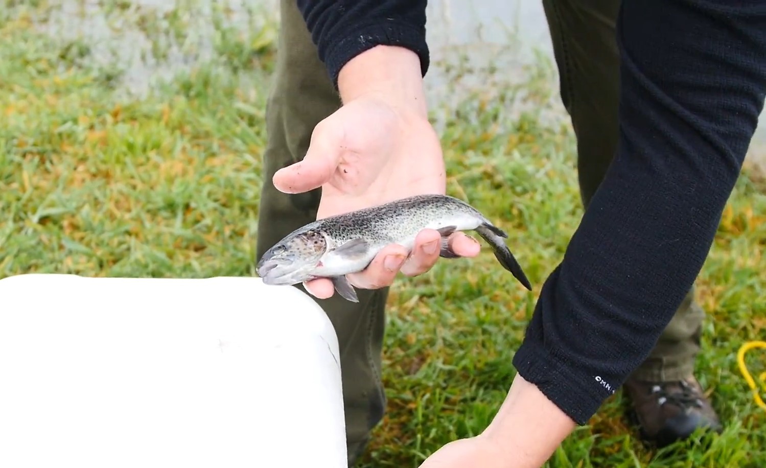 Stringer keeps the fish fresh longer