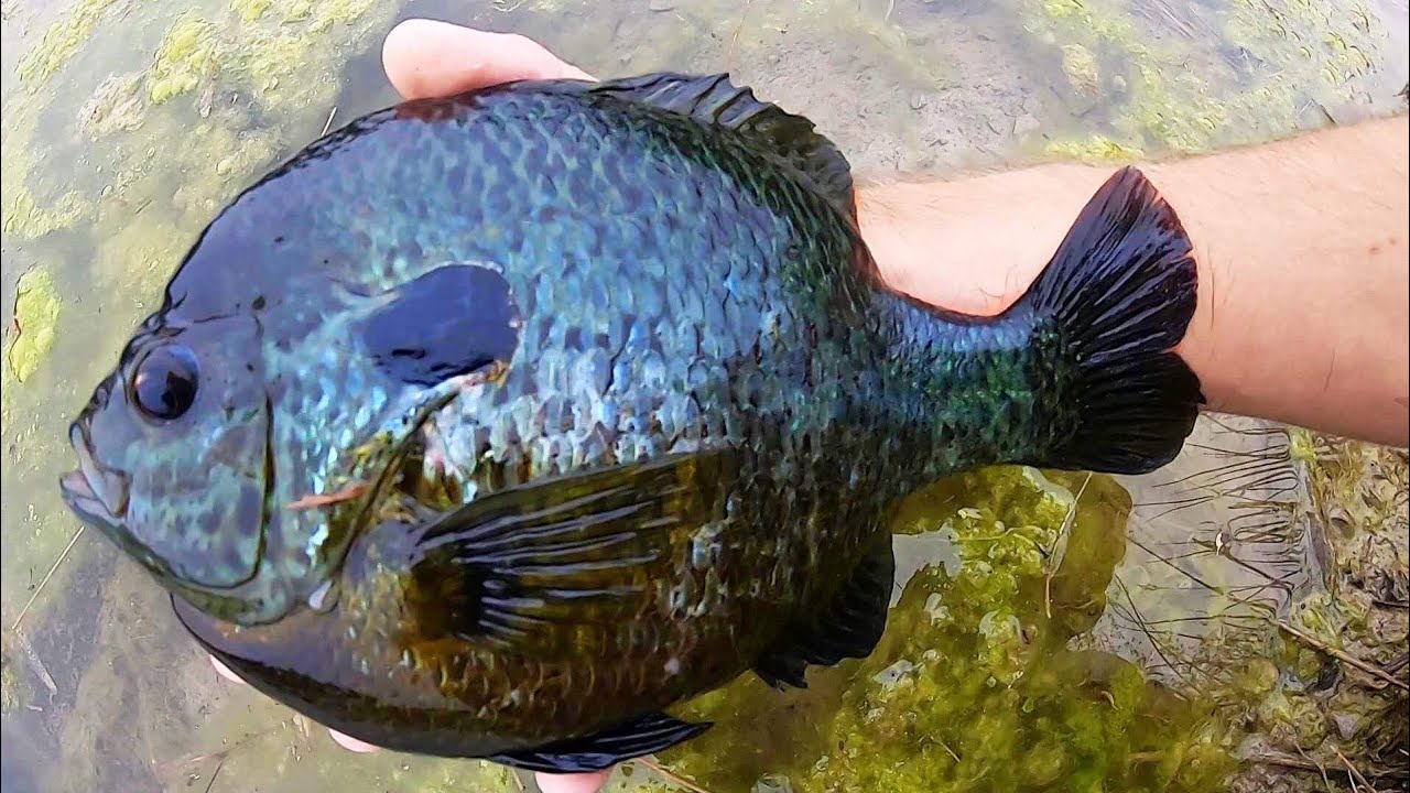 Bluegill Record Catch