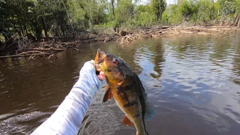 This is the Holy Grail of Peacock Bass Fishing (1)