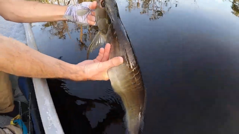 Peacock Bass Fishing