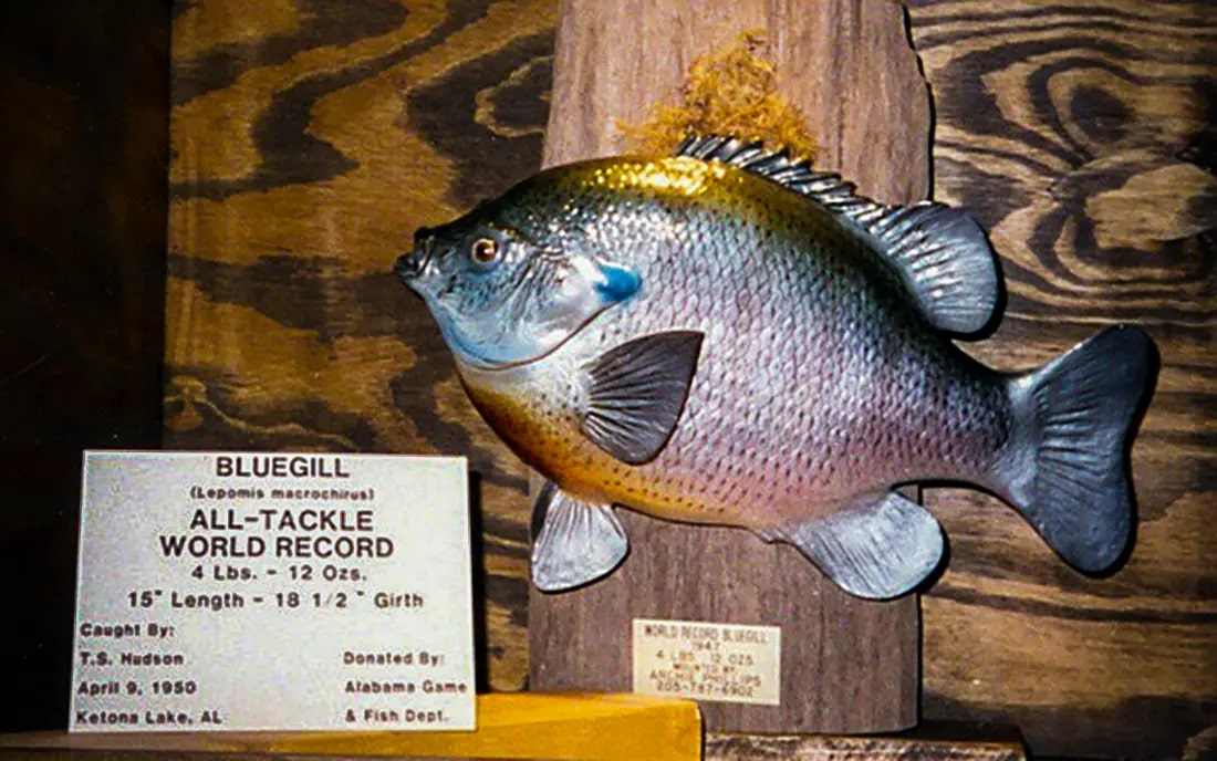 Record-holding bluegill