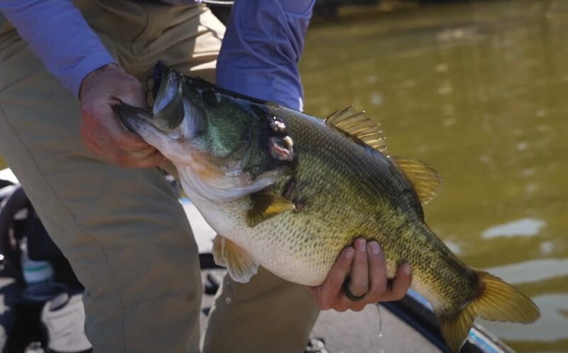 Fisherman holding bass in his hands