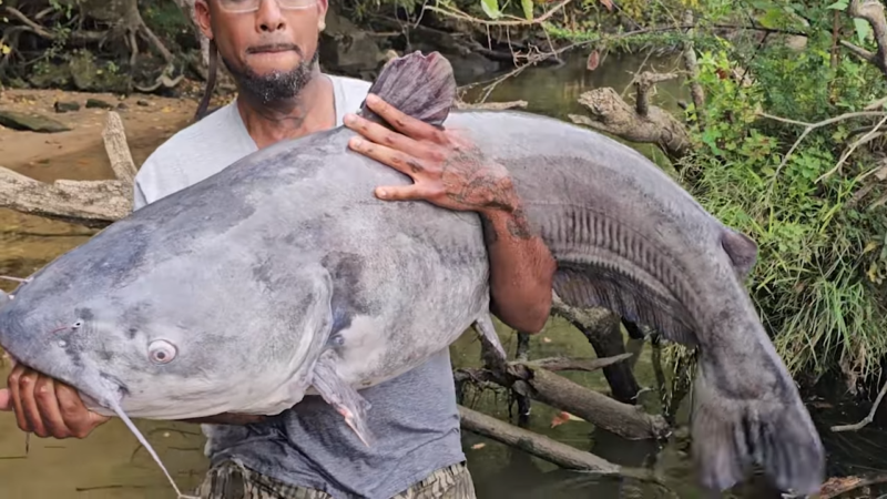 One Of The Largest Catfish Ever Caught