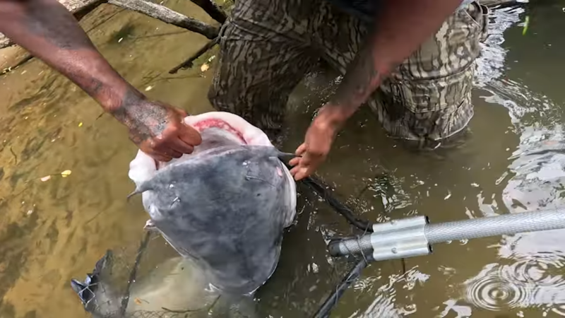 One Of The Largest Catfish Ever Caught On Camera!