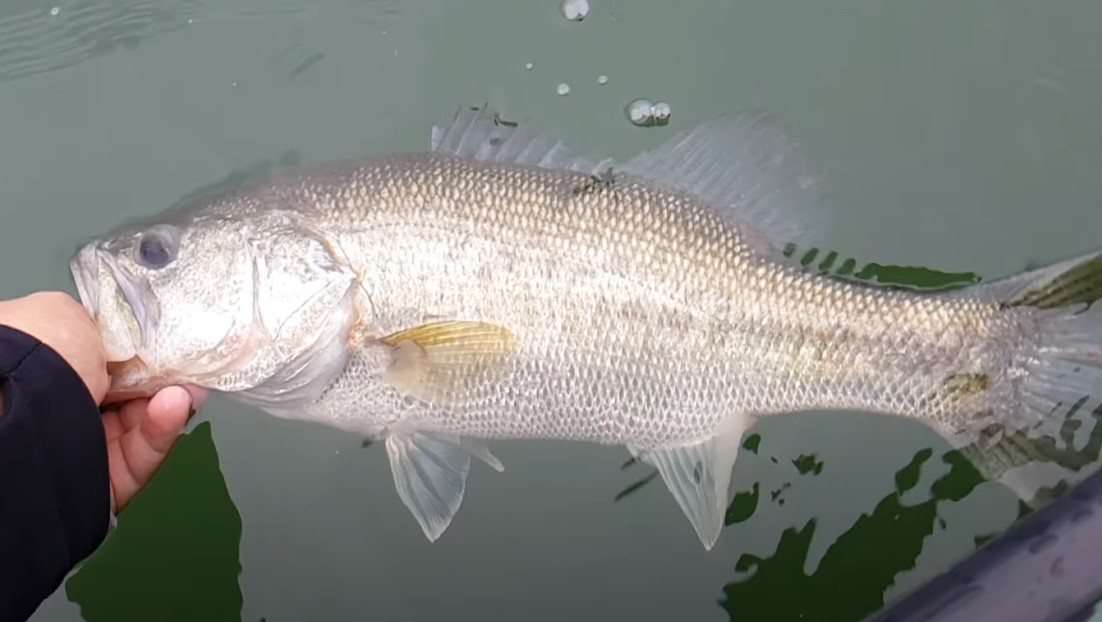 Close up photo of a man releasing bass in to the water