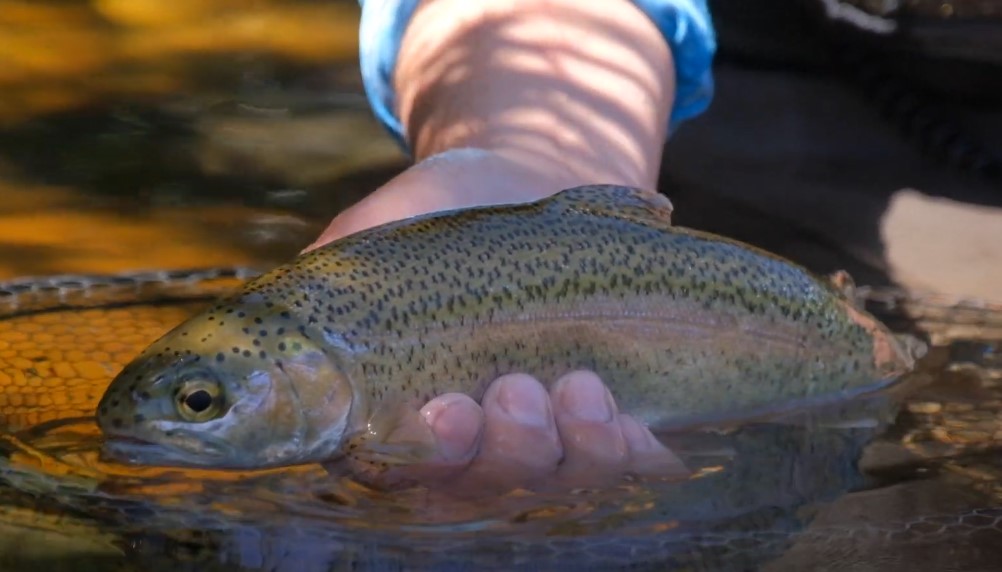 A freshly caught rainbow trout, held gently in a hand