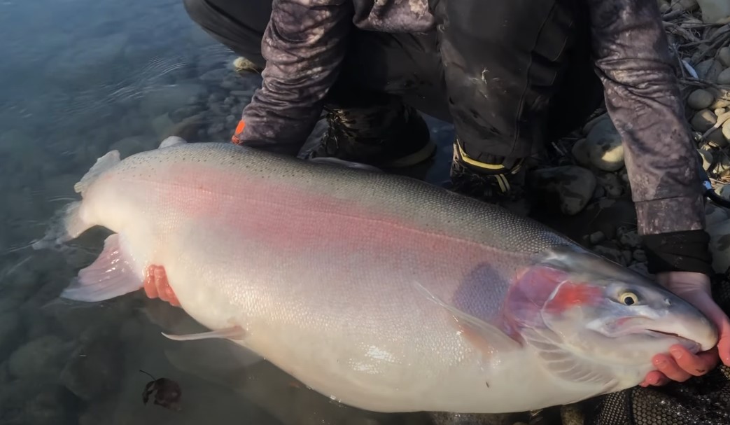 A big rainbow trout, caught in a pristine river