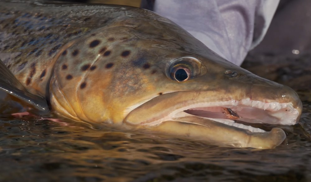 Close up photo of a trout being caught