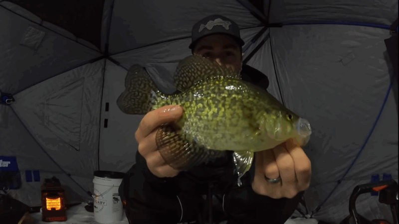 A person holding a crappie caught while ice fishing inside an ice shelter
