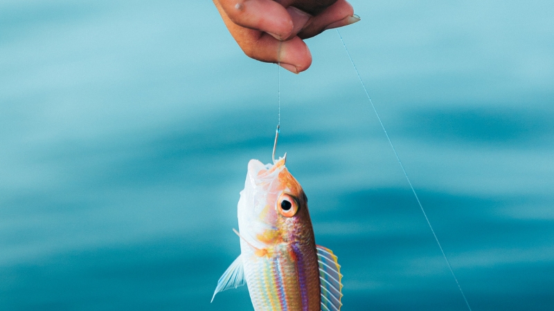 A person holding a fish on a hook, showing a successful catch, illustrating when fish bite