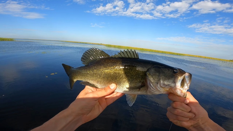 Lake Okeechobee bass fishing