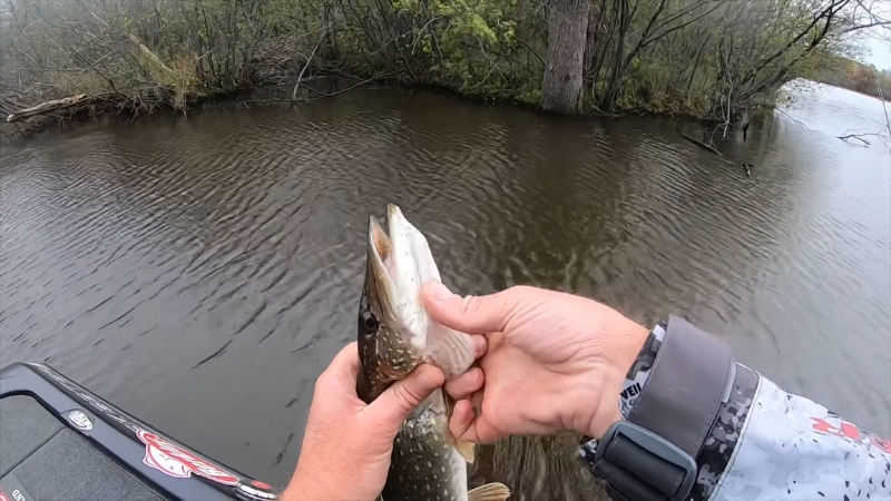 Northern Pike being held by the angler with a close-up view of its jaw to check for pores