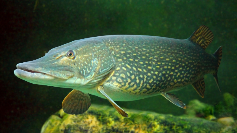 Image of a Northern Pike, showcasing its aggressive behavior for identification