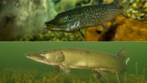 Northern Pike vs. Muskie - How to Tell the Difference Without Second