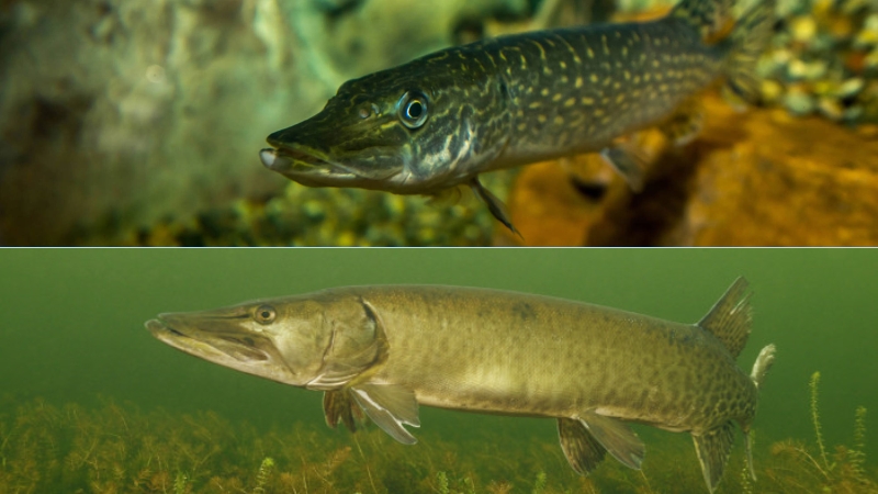 Image showing the differences between Northern Pike and Muskie