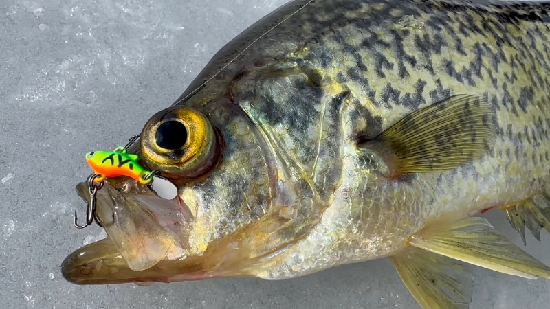 A crappie with a jig, showcasing bait for ice fishing crappie