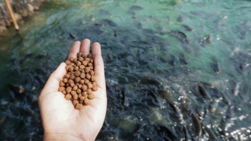 A person holding fish food above water, with fish swimming below