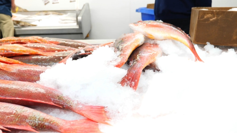 A variety of red-colored fresh catch, including snapper, are displayed on a bed of ice at a fish market