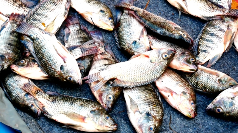 Many silvery fresh catch tilapia are piled together on a dark surface