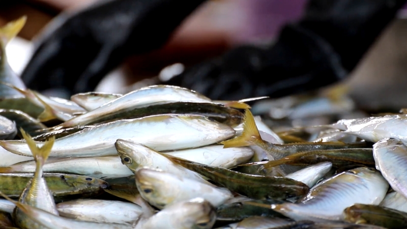 A pile of small, silvery fresh catch fish with some yellow fins are seen up close