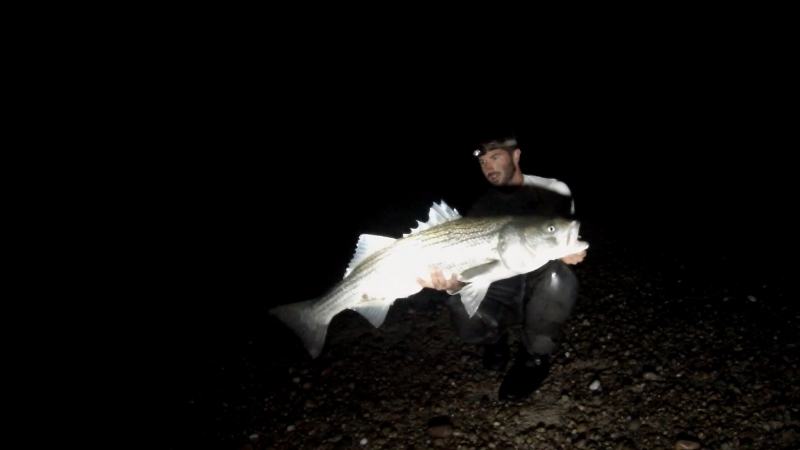 An angler kneels in the dark holding a large striped bass caught at night along the Cape Cod Canal