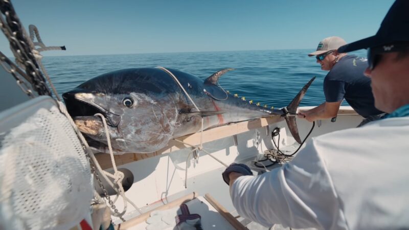 Bluefin Tuna Fishing Guide – Where to Find Them and What Gear to Use