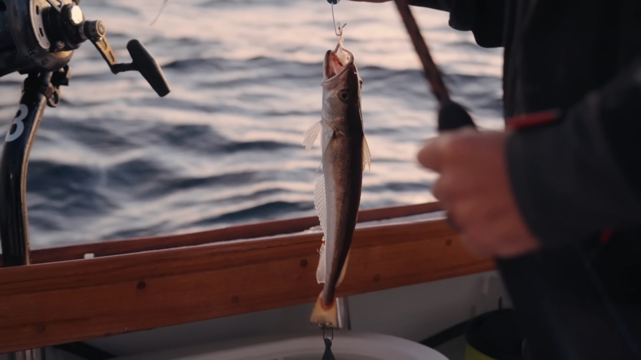 An angler rigs live bait beside a boat rail at sea