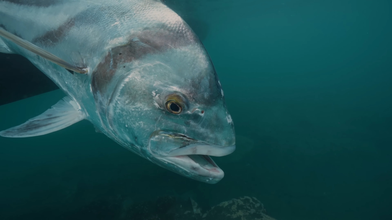 A bluefin tuna swims close to the camera in deep green water